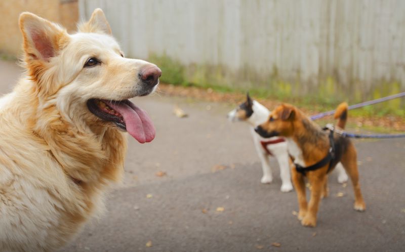 Enhances dog behavior